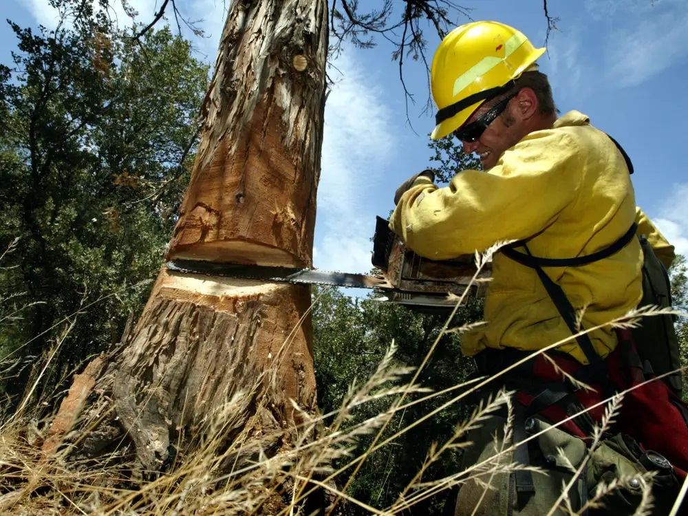 logging