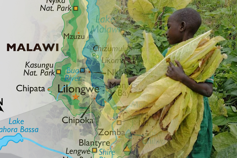 malawi child trafficking and forced labour push thousands to work on tobacco farms