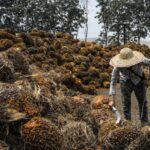 Malaysia plans to move out of human labor in palm oil production