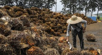 Malaysia Plans To Move Out Of Human Labor In Palm Oil Production