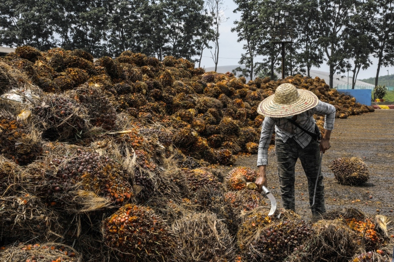 Malaysia plans to move out of human labor in palm oil production