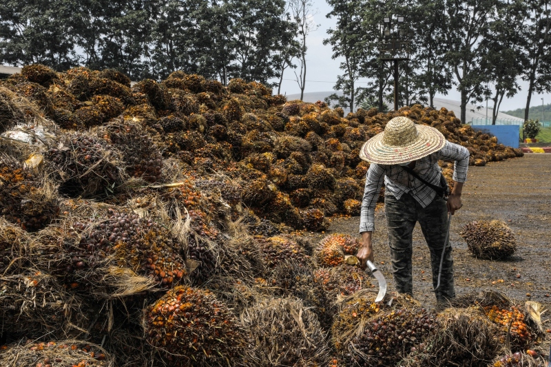 Malaysia Plans To Move Out Of Human Labor In Palm Oil Production