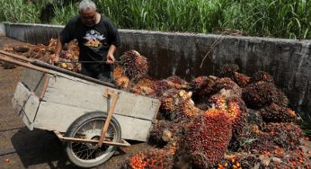Migrant labor scarcity: Malaysian businesses are declining orders