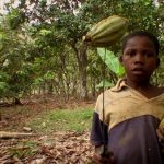mars chocolate child labor controversy company use kids as young as 5