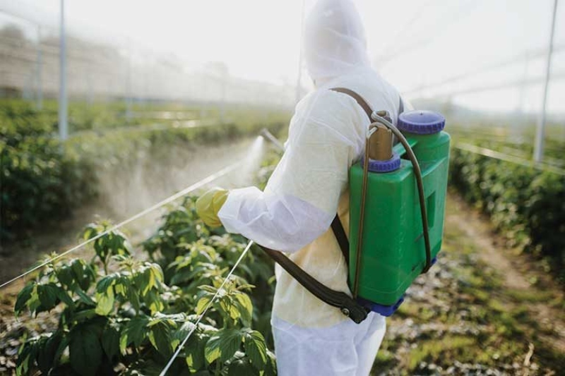 Michigan Farm Producer Pulled To Court Over Pesticide Exposure On Migrant Workers