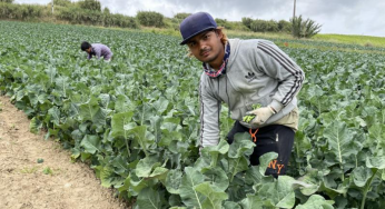 Migrant Labour Law made inflexible by Portugal
