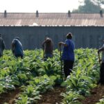 migrant trafficking cartel at work in american farms