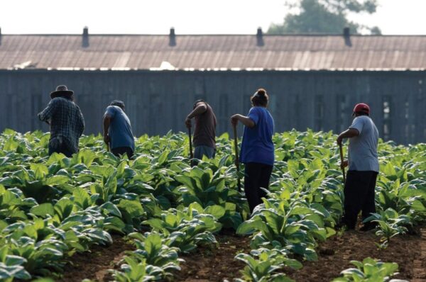 migrant trafficking cartel at work in american farms