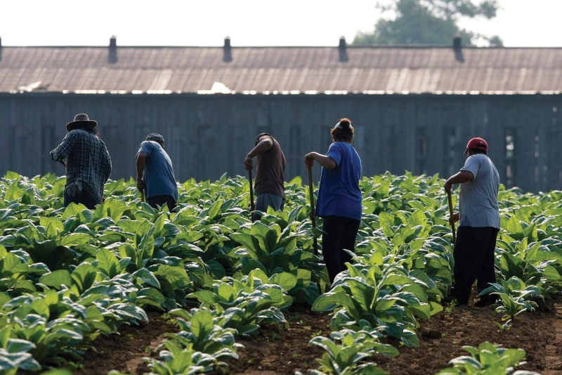 Migrant Trafficking Cartel At Work In American Farms