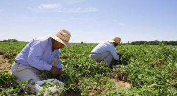 Migrant Workers Forced Into Giving DNA Sample In Ontario