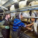 new zealand open to migrant workers to support dairy labor shortage