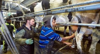 New Zealand Open To Migrant Workers To Support Dairy Labor Shortage