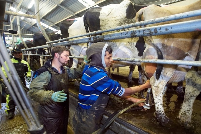 new zealand open to migrant workers to support dairy labor shortage