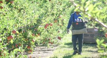 New Zealander Government Accredited Migrant Employment System- An Eyewash?