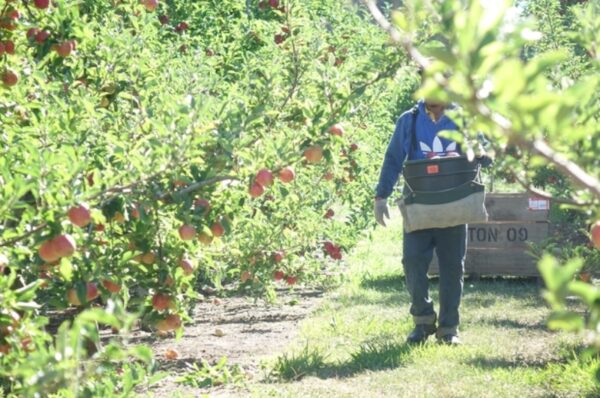 new zealander government accredited migrant employment system an eyewash