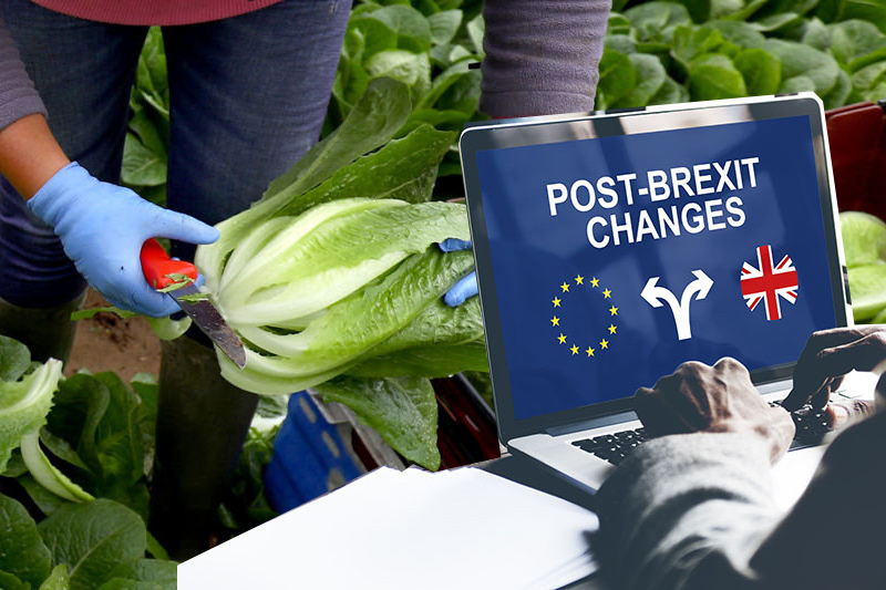 post brexit restrictions failing to encourage firms to invest in uk workers cipd