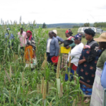 progress and challenges for women’s rights in eswatini