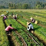rural labour in transition agriculture