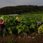 south korea extends migrant visas in agriculture sector