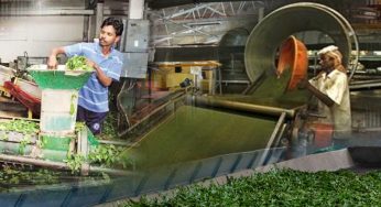 Assam’s tea plantation workers are working under dangerous conditions