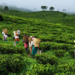 tea_workers_in_india_can't_withstand_poverty_in_pandemic