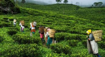 Tea workers in India are barely sustaining during the pandemic, second made matters worse
