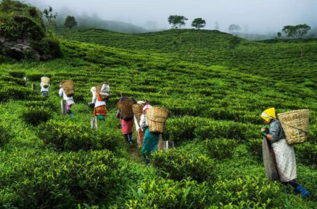Tea workers in India are barely sustaining during the pandemic, second made matters worse