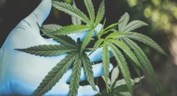 Thailand becomes first Asian country to legalize medical marijuana