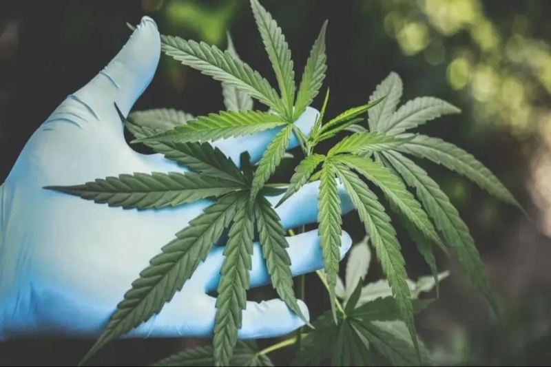 thailand becomes first asian country to legalize medical marijuana