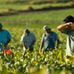 this us state witnesses labor trafficking in the agriculture sector