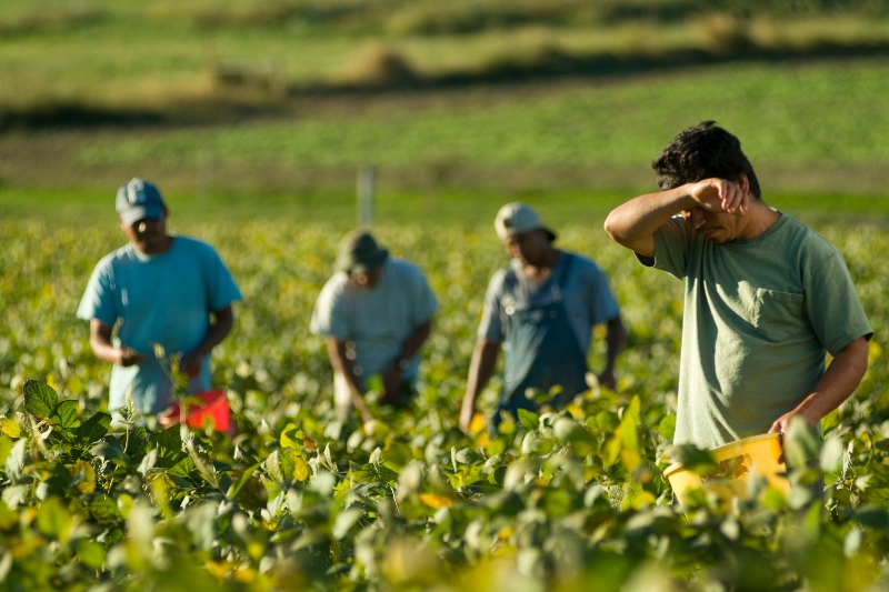 This US state witnesses labor trafficking in the agriculture sector