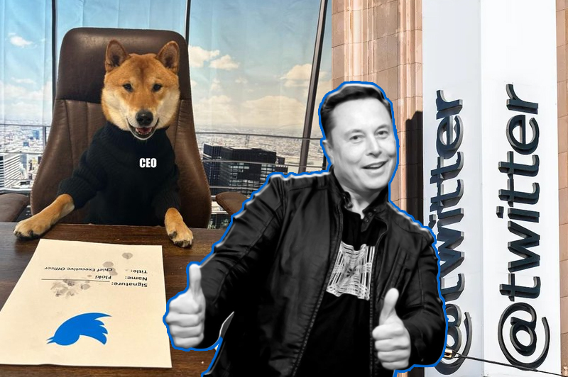 twitter, will elon musk's pet dog make a better ceo than the other guy
