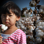 Uzbekistan’s cotton sector free from child labour and forced labour