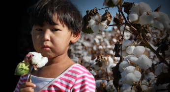 Uzbekistan’s cotton sector free from child labour and forced labour: ILO