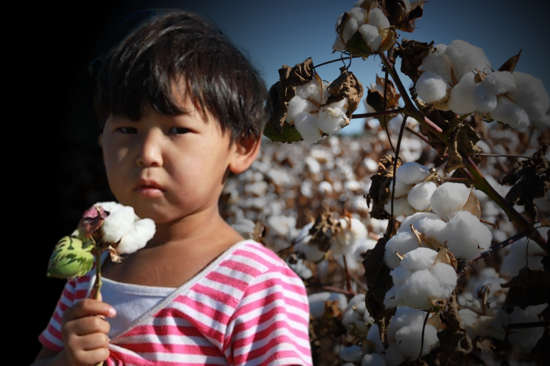 Uzbekistan’s cotton sector free from child labour and forced labour