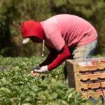 us labor department fines farm contractor for siphoning overtime money