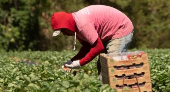 US Labor Department Fines Farm Contractor For Siphoning Overtime Money  