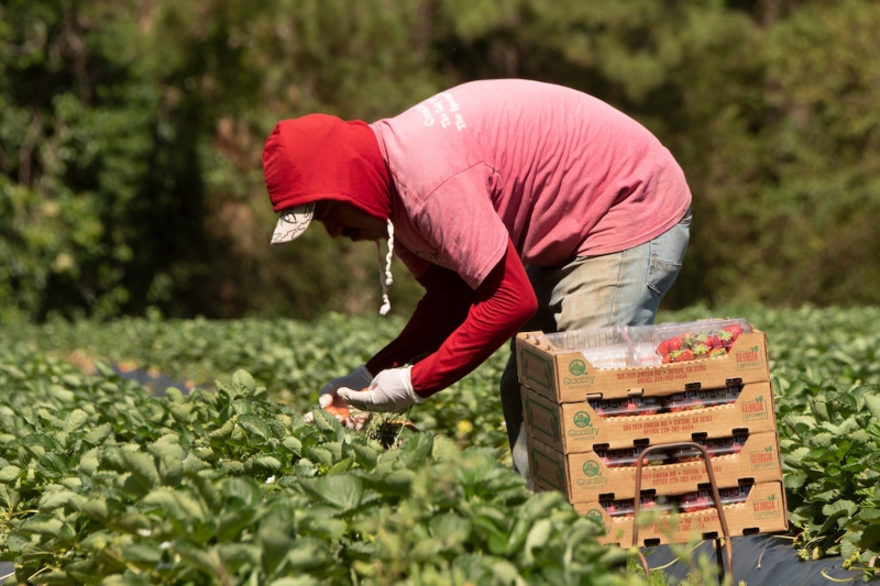 us labor department fines farm contractor for siphoning overtime money