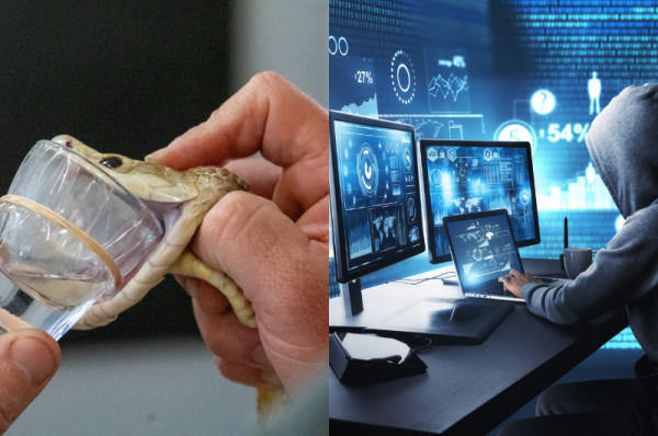 Weirdest Jobs That Actually Exist in 2025