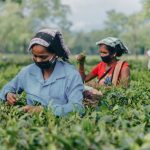 Land Rights for Tea Workers Transform Rural Labour Justice