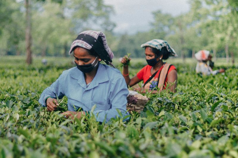 Tea Garden Workers Get Land Rights — How Land Ownership Could Change Labour Justice in Rural India