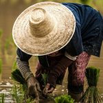 decreto flussi seasonal agriculture visa