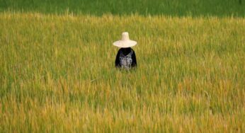 United States produce growers plan to utilize automation solutions amid labor crisis