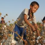 uzbek cotton is free from child and forced labour