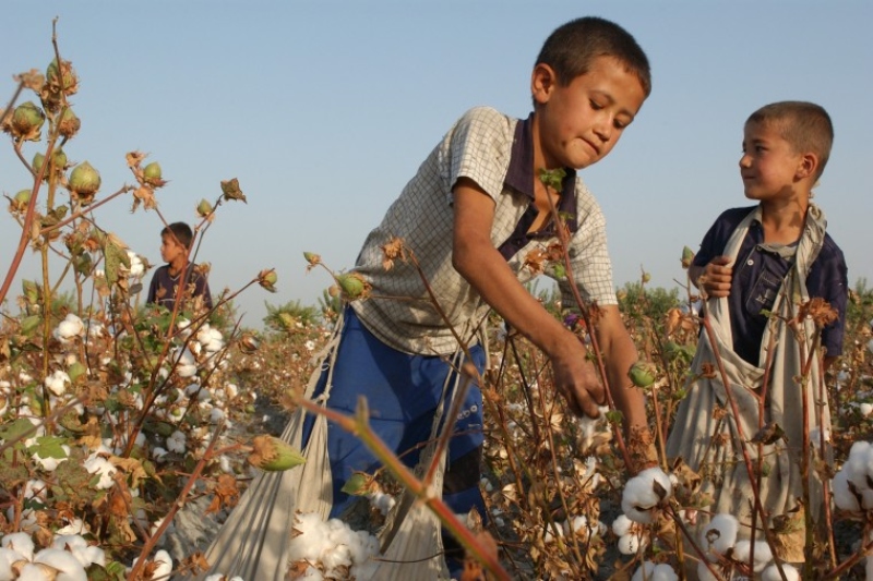 uzbek cotton is free from child and forced labour