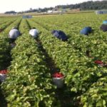 washington agriculture workers