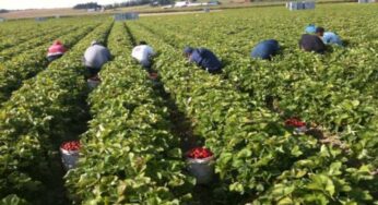 Washington State in the US passes historic overtime bill: equal labor rights for agriculture workers