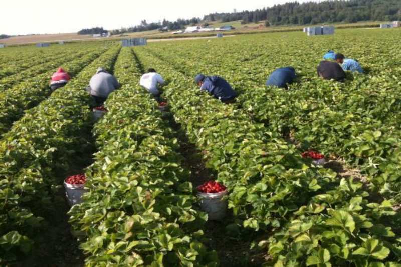 washington agriculture workers