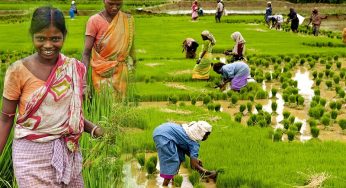 Bengali workers assist as Malayalis leave the paddy fields