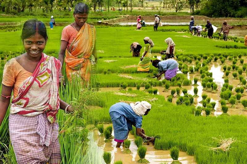 Bengali workers assist as Malayalis leave the paddy fields